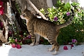 407_Kreta_Agia Galini